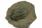 Lichid (Lichas Marocanus) Trilobite - Jbel Bou Degane, Morocco #382684-1